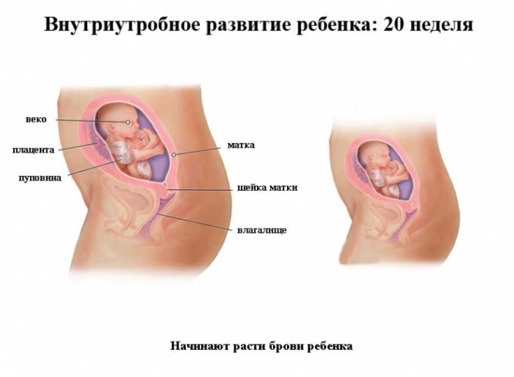 Значение проведения узи на 20-й неделе беременности