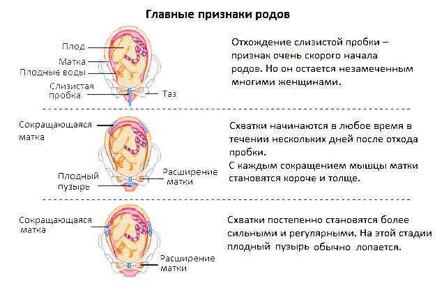 Признаки начала родов: сигналы вашего тела