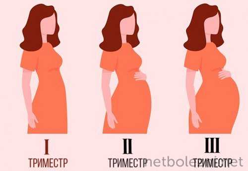 Особенности беременности по триместрам