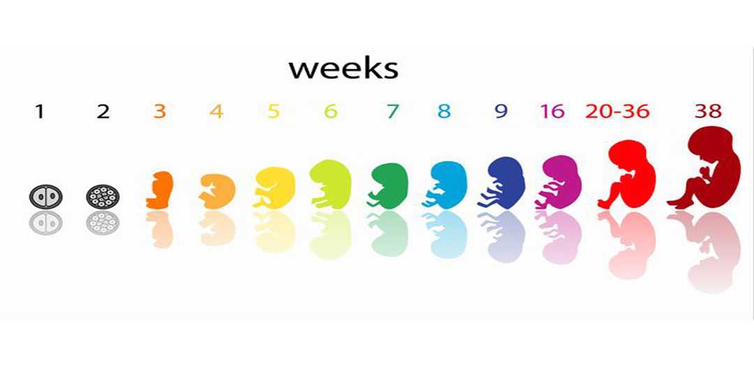 Восемнадцатая неделя беременности
