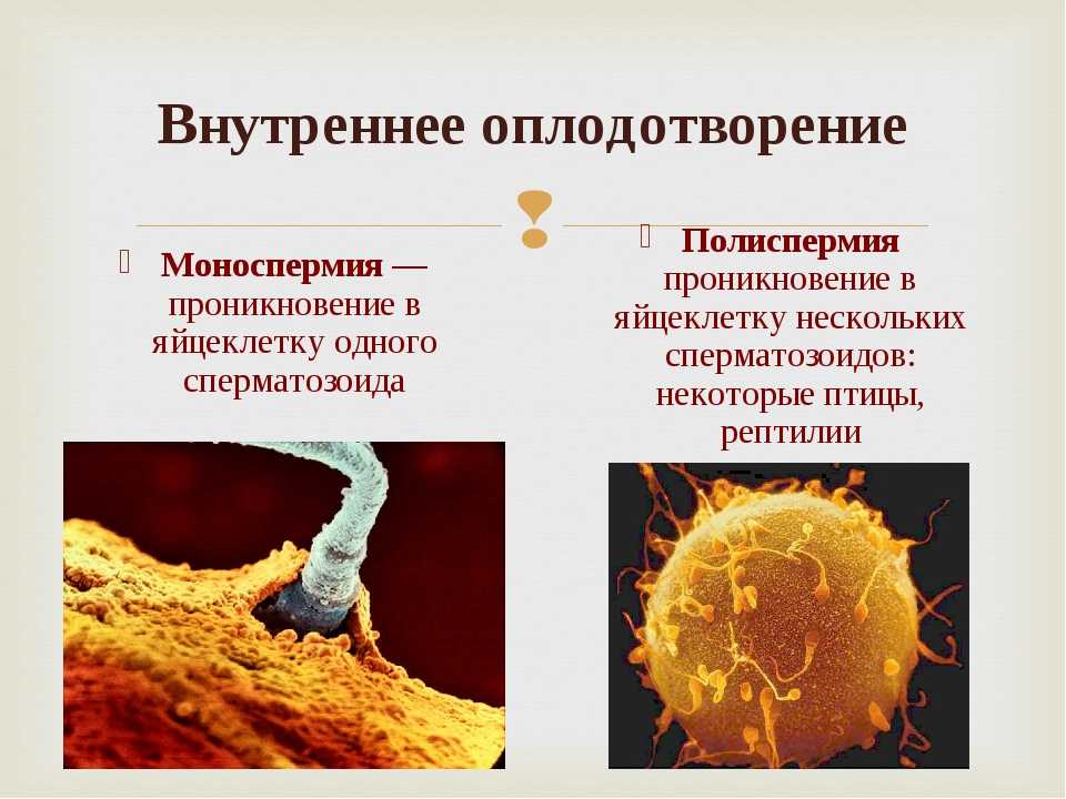 Яйцеклетки сохраняют способность к оплодотворению. Оплодотворение яйцеклетки биология. Процесс проникновения сперматозоида в яйцеклетку. Оплодотворение 9 класс биология. Процесс оплодотворения яйцеклетки человека.