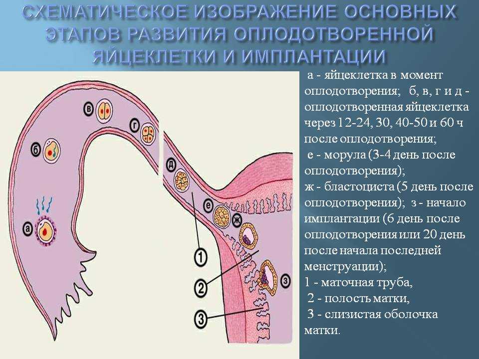 Женские органы оплодотворение