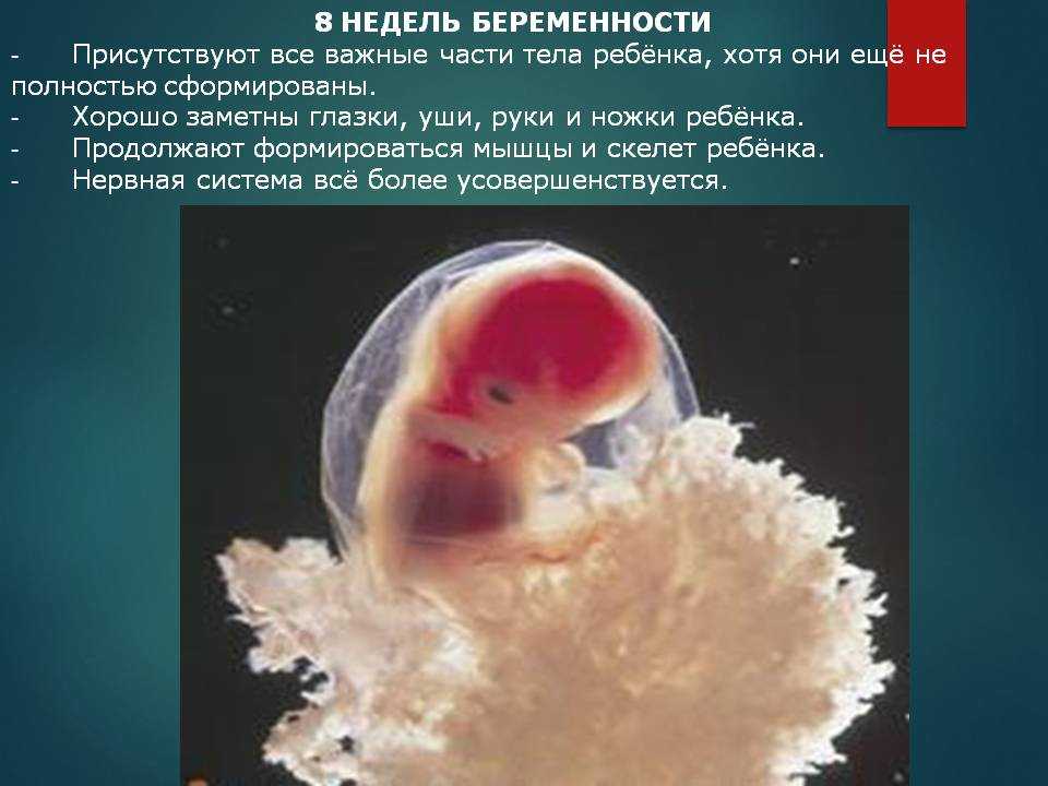 8 неделя беременности - развитие эмбриона, изменения в организме, признаки, анализы и обследования