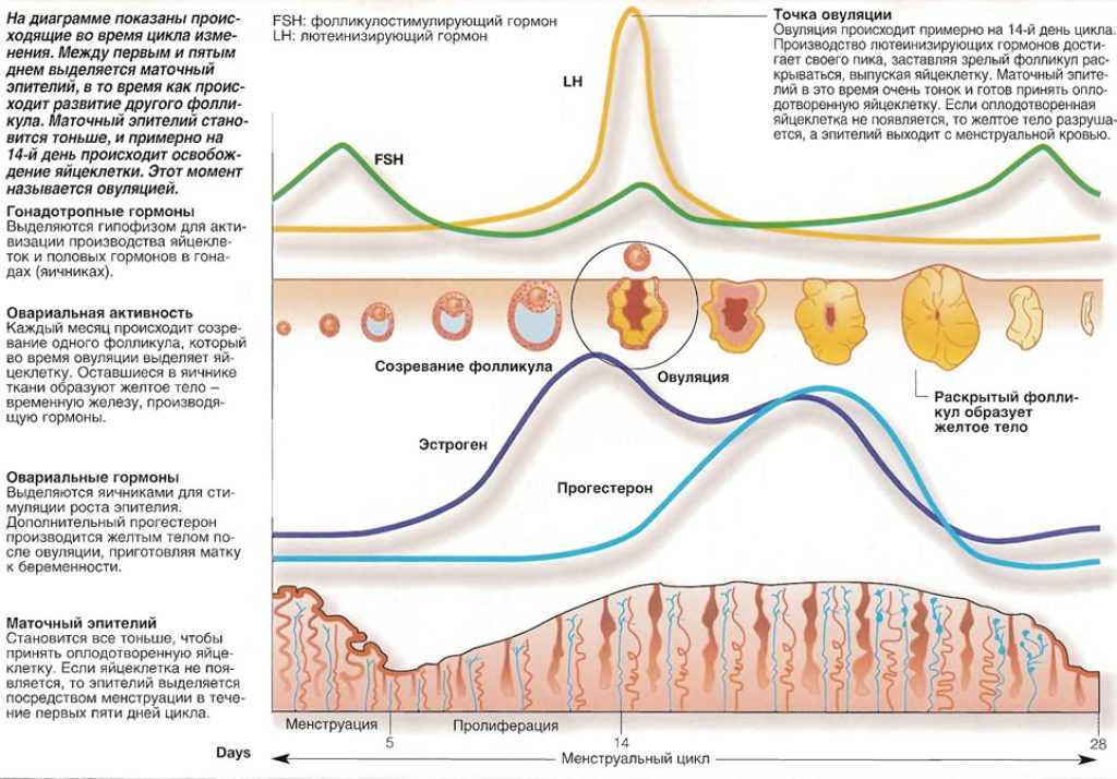 Сдвинулась овуляция. Цикл менструационного цикла и овуляция. Овуляторный цикл схема. Лютеинизирующий гормон овариально менструальный цикл. Фазы менструального цикла схема.