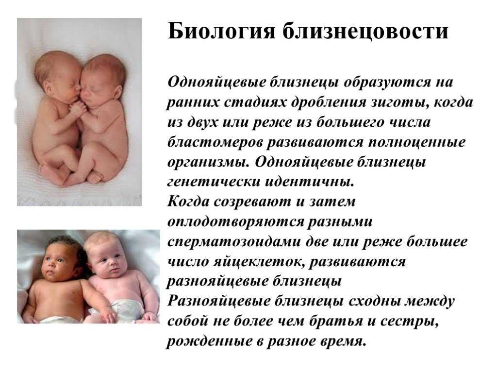 Рождение близнецов – эволюционное преимущество для матерей