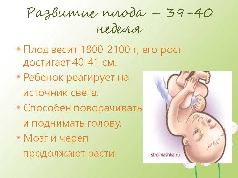 36 неделя беременности | mamusiki.ru