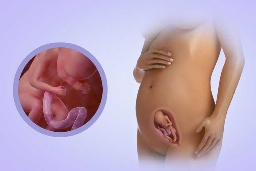 20 неделя беременности - развитие и фото плода