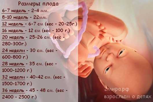 23 неделя беременности рост и развитие малыша