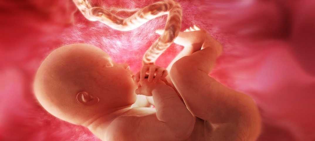 Эмбриологический этап эко: причины неудач