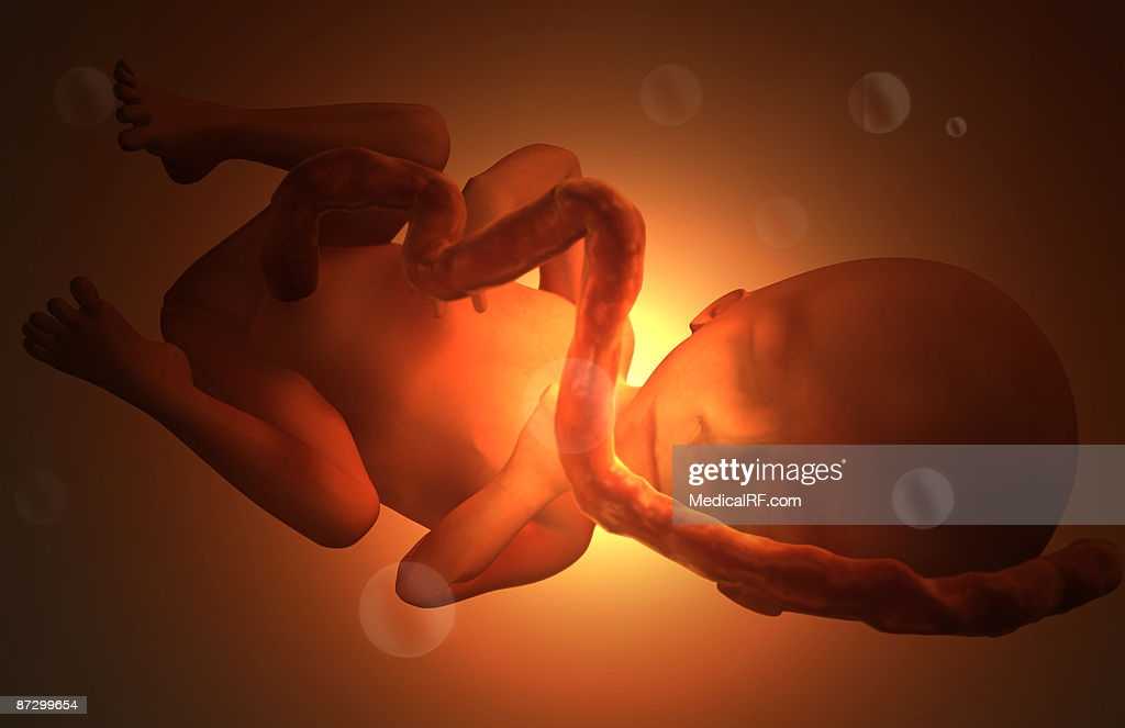 Беременность 21. Эмбрион на 21 неделе беременности. Малыш на 21 неделе беременности в животе. Ребёнок в 21 неделю беременности. Малыш в животе 31 неделя беременности.
