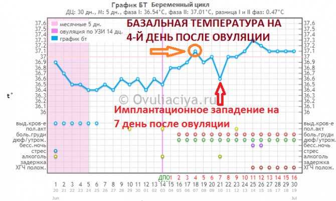 Базальная температура на ранних сроках беременности: как измерить | график базальной температуры у беременных