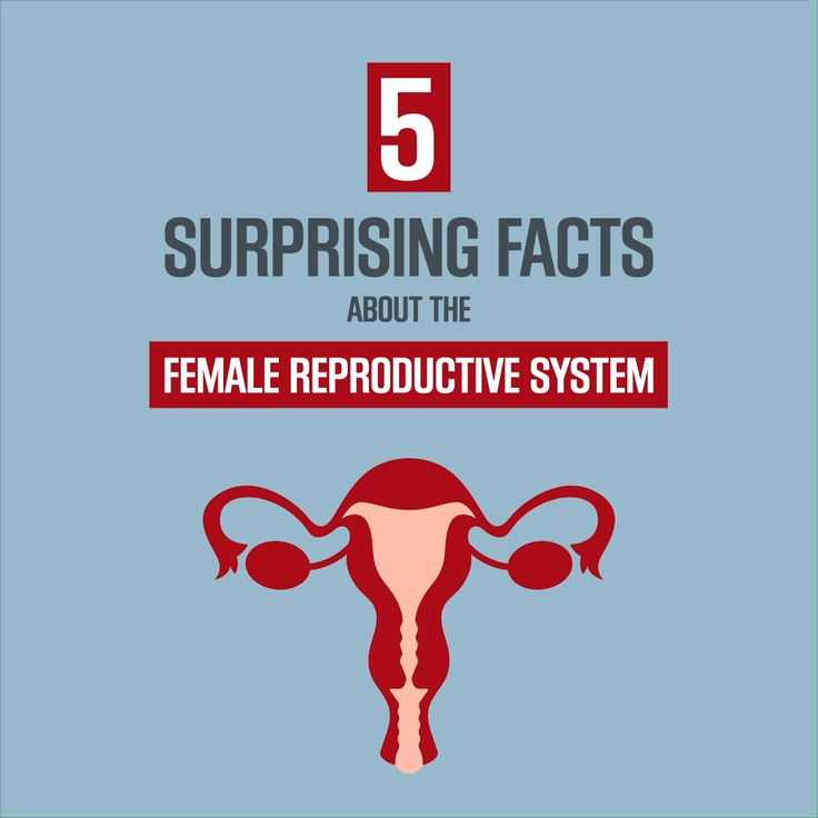 Женская репродуктивная система: женские половые гормоны