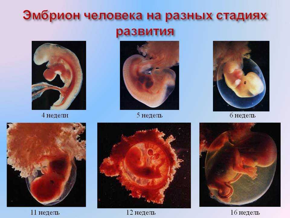 Embrion dia 3 calidad b