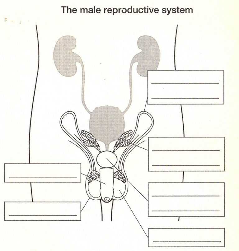 Репродуктивная система человека: функции, органы и заболевания