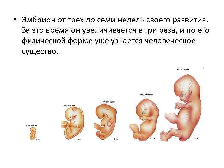 Плод отстает на неделю. Размер плода беременной 7 недель. Размер эмбриона в 6-7 недель.