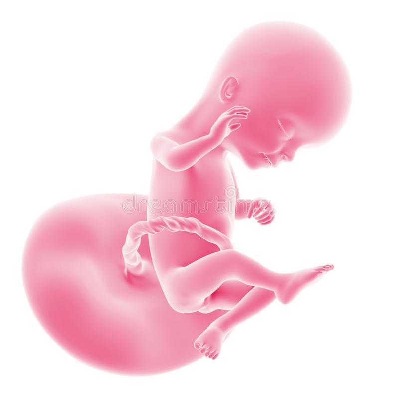 17 неделя беременности — изменения в организме беременной женщины и развитие сформировавшегося плода