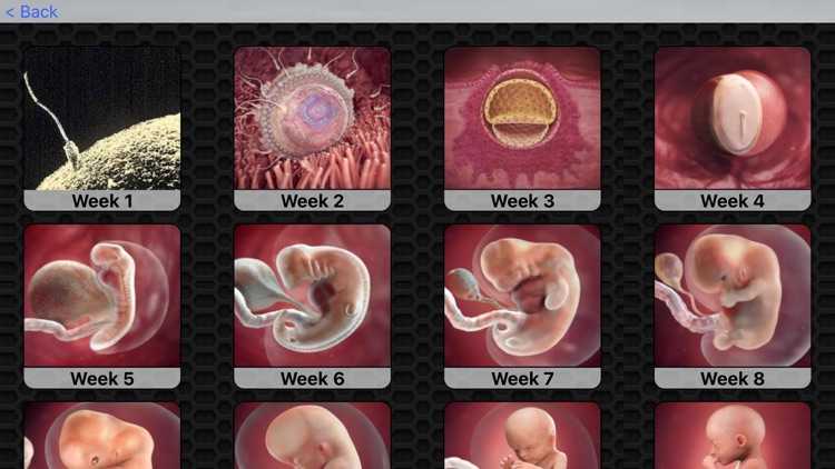 Сколько акушерских недель длится доношенная беременность, на каком сроке получится родить полностью здорового малыша?