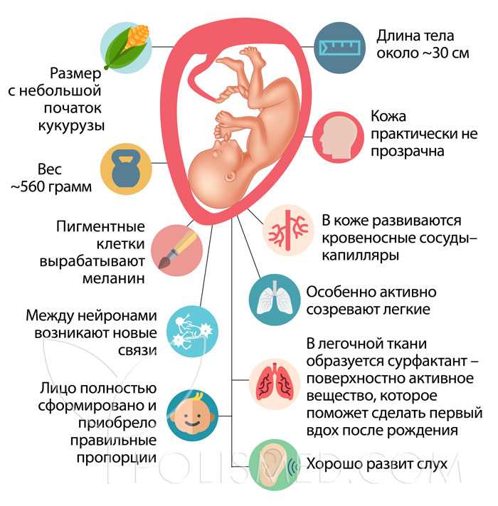 24 неделя беременности: развитие ребенка | pampers ru
