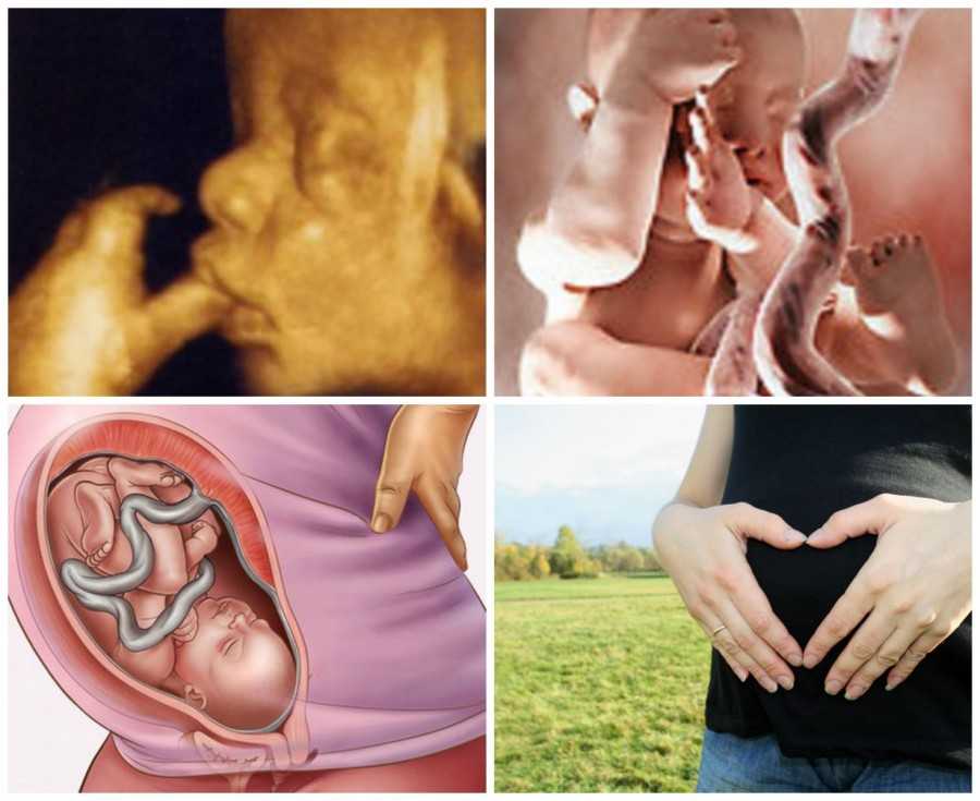 36 неделя беременности - что происходит, вес и рост ребенка, предвестники родов