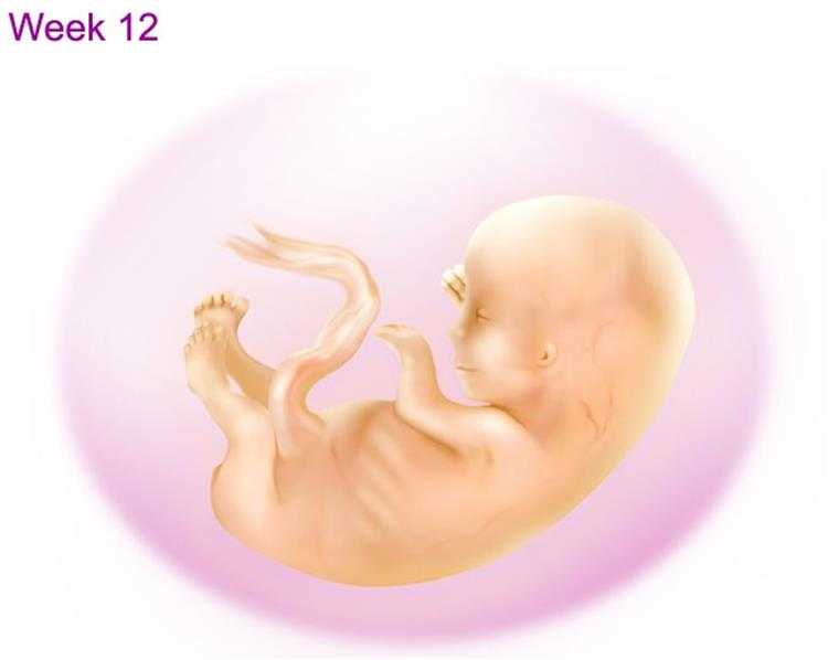 12 неделя беременности. календарь беременности